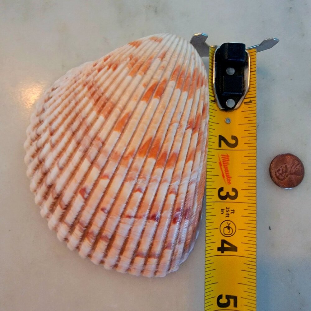 Large Cockle Shell (4.25")